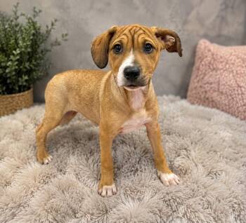 Dahlia -  Labrador Retriever and Pit Bull Terrier Dog for Adoption in Princeton, Massachusetts - Dahlia | PetCurious