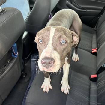 Stray - Madison Blvd -  Pit Bull Terrier Dog for Adoption in Roxboro, North Carolina - Stray - Madison Blvd | PetCurious
