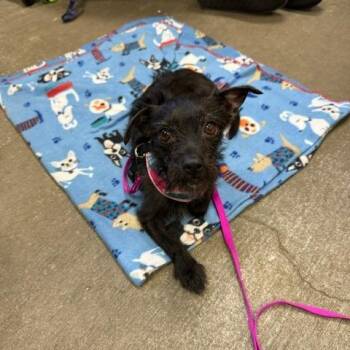 Muneca -  Mixed Breed Dog for Adoption in Washougal, Washington - Muneca | PetCurious