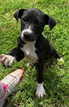 Labrador Retriever and Boxer Dogs Available for Adoption in Watertown, Connecticut - Cast | PetCurious