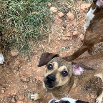 Goose -  Chiweenie Dog for Adoption in Rogers, Arkansas - Goose | PetCurious