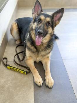 Bella -  German Shepherd Dog Dog for Adoption in Millburn, New Jersey - Bella | PetCurious