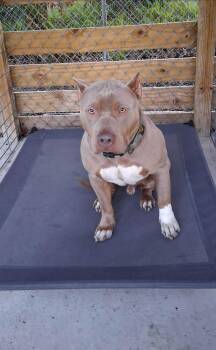 Chico -  American Bulldog Dog for Adoption in Lakeland, Florida - Chico | PetCurious