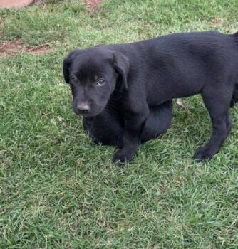 SPONSOR OR FOSTER ME - Lenny -  Labrador Retriever Dog for Adoption in Grafton, Wisconsin - SPONSOR OR FOSTER ME - Lenny | PetCurious