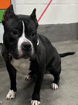 Pit Bull Terrier and Mixed Breed Dogs Available for Adoption - HARLEY | PetCurious