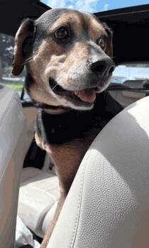 Chubbs -  Beagle Dog for Adoption in West Decatur, Pennsylvania - Chubbs | PetCurious