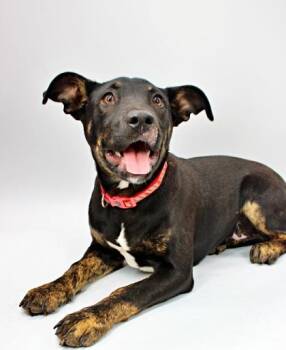 Doberman Pinscher and Mixed Breed Dogs Available for Adoption in Morton Grove, Illinois - Will | PetCurious