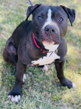 AC-4431 "Penguin" -  Pit Bull Terrier Dog Available for Adoption in Conyers, Georgia - AC-4431 "Penguin" | PetCurious