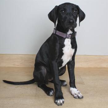 Mollie D70645 -  Black Labrador Retriever and Mixed Breed Dog for Adoption in Minnetonka, Minnesota - Mollie D70645 | PetCurious