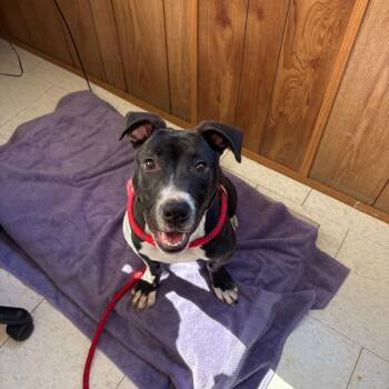 Mixed Breed Dogs Available for Adoption - Zeus | PetCurious