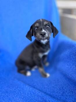 Pony -  Hound Dog for Adoption in Orland Park, Illinois - Pony | PetCurious