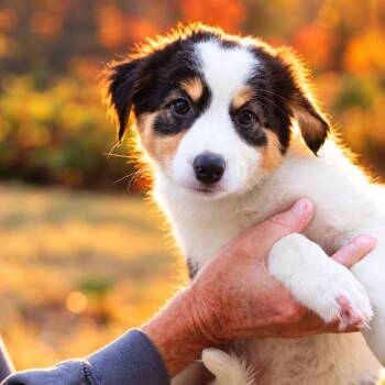 Mist -  Australian Shepherd Dog for Adoption in Eastford, Connecticut - Mist | PetCurious