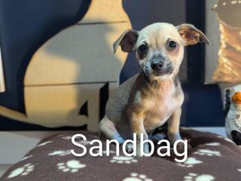 Rescue Chihuahua Dogs for Adoption in Kingsburg, California - Sandbag | PetCurious