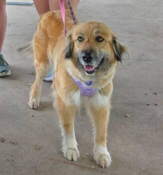 Lucky -  Leonberger and Golden Retriever Dog for Adoption in Crocker, Missouri - Lucky | PetCurious