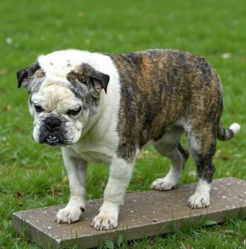 American Bulldog Dogs Available for Adoption in Wheelersburg, Ohio - Champus | PetCurious