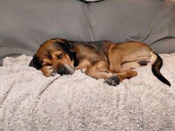 Mastiff Dogs Available for Adoption - Zeus | PetCurious