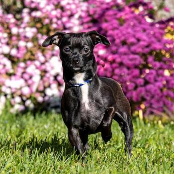 Cookie -  Chihuahua and Mixed Breed Dog for Adoption in Council Bluffs, Iowa - Cookie | PetCurious