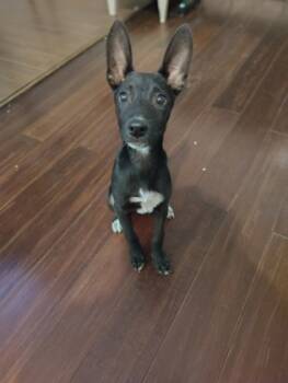 Rescue German Shepherd Dog and Mixed Breed Dogs for Adoption in Houston, Texas - RAYOS | PetCurious