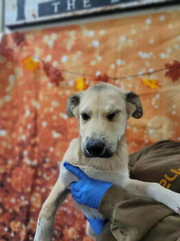 Rescue Husky and Shepherd Dogs for Adoption in New York, New York - Hatcher (AL) | PetCurious