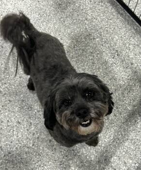 Lhasa Apso and Miniature Poodle Dogs Available for Adoption - Friendly Minnie  | PetCurious