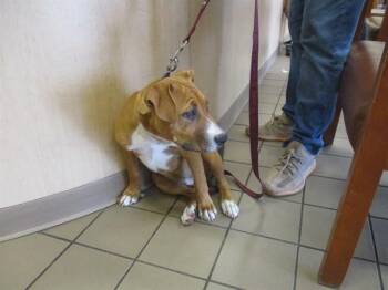 Staffordshire Bull Terrier Dogs Available for Adoption in Ocala, Florida - ILIANA | PetCurious