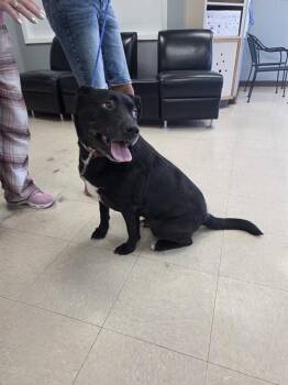 SHADOW -  Pit Bull Terrier and Mixed Breed Dog for Adoption in Killeen, Texas - SHADOW | PetCurious