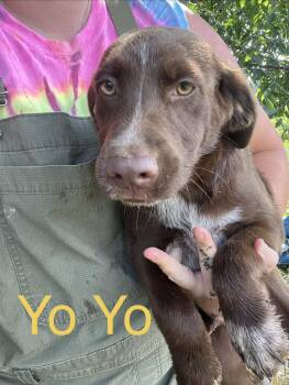 YoYo -  Australian Shepherd and Labrador Retriever Dog for Adoption in Zimmerman, Minnesota - YoYo | PetCurious