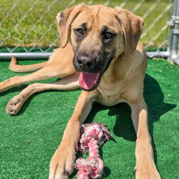 Black Mouth Cur Dogs Available for Adoption in Gainesville, Texas - Roberta | PetCurious