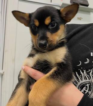 Kangaroo -  Shepherd and Husky Dog for Adoption in Yellowknife, Northwest Territories - Kangaroo | PetCurious