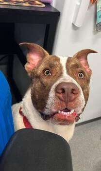 Bear -  Mixed Breed Dog for Adoption in Moundsville, West Virginia - Bear | PetCurious