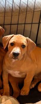 Anna -  Mixed Breed Dog for Adoption in St. Augustine, Florida - Anna | PetCurious