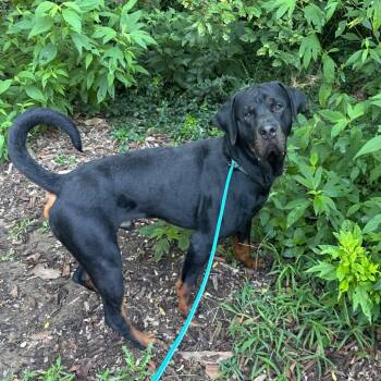 Buckles -  Mixed Breed Dog for Adoption in Edwardsville, Illinois - Buckles | PetCurious