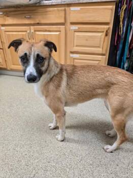 Peanut -  Mixed Breed Dog for Adoption in Harbor Springs, Michigan - Peanut | PetCurious