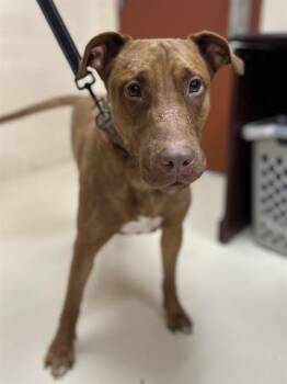 Labrador Retriever and Mixed Breed Dogs Available for Adoption in Aliquippa, Pennsylvania - HIPSTER | PetCurious