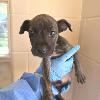 Nugget McDugget -  American Staffordshire Terrier Dog for Adoption in San Antonio, Texas - Nugget McDugget | PetCurious