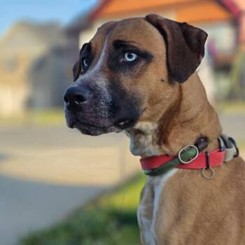 Catahoula Leopard Dog and Pointer Dogs Available for Adoption in Clarksville, Tennessee - ZuZu | PetCurious