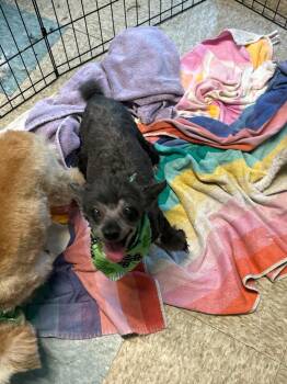 Miniature Poodle Dogs Available for Adoption in Lancaster, South Carolina - Chloe And Paisley | PetCurious