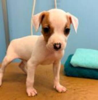 Fontana -  Mixed Breed Dog for Adoption in West Chester, Pennsylvania - Fontana | PetCurious