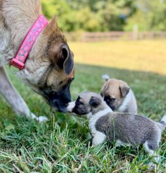 Calypso -  Shepherd and Great Pyrenees Dog for Adoption in Princeton, Massachusetts - Calypso | PetCurious