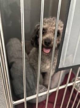 Smokey Joe -  Poodle Dog for Adoption in Fishers, Indiana - Smokey Joe | PetCurious