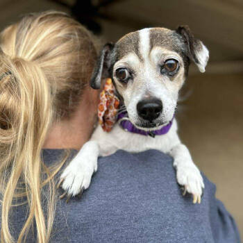 Rescue Jack Russell Terrier Dogs for Adoption in Ramona, California - Bart Bubbies | PetCurious