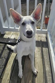 Crystal -  Shepherd Dog for Adoption in Salem, New Hampshire - Crystal | PetCurious