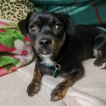 Pollen -  Miniature Dachshund and Pug Dog for Adoption in Oroville, Washington - Pollen | PetCurious