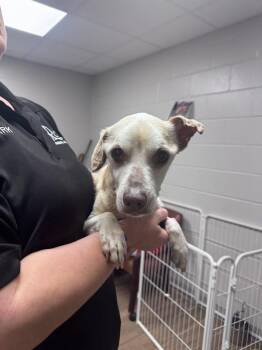 Chihuahua Dogs Available for Adoption in Rowlett, Texas - Hector | PetCurious