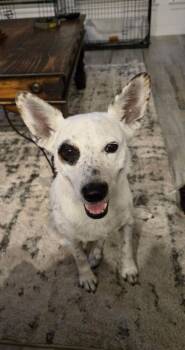 Australian Cattle Dog Blue Heeler Dogs Available for Adoption - Gracie | PetCurious