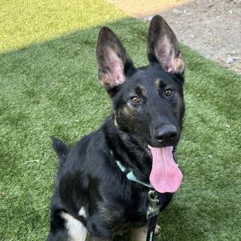 Pollen -  Mixed Breed Dog for Adoption in Davenport, Iowa - Pollen | PetCurious