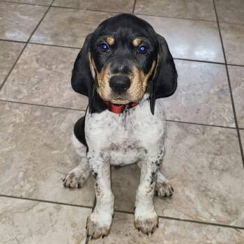 Rescue Bluetick Coonhound and English Coonhound Dogs for Adoption in Fairfax Station, Virginia - Maisie (fka Seneca) | PetCurious