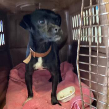Terrier and Chihuahua Dogs Available for Adoption in Montgomery, Alabama - Ruffus | PetCurious