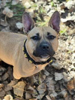 Coco -  French Bulldog and Pit Bull Terrier Dog for Adoption in Clinton, Wisconsin - Coco | PetCurious