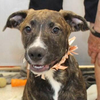 Karley -  Mixed Breed Dog for Adoption in Lansing, Michigan - Karley | PetCurious